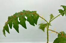 Load image into Gallery viewer, Solanum pyracanthos - Porcupine Tomato - 4in
