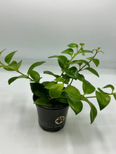 Load image into Gallery viewer, Aeschynanthus Mona Lisa- Lipstick Plant - 4in
