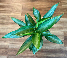 Load image into Gallery viewer, Aglaonema Silverado - 6in
