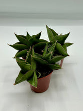 Load image into Gallery viewer, Sansevieria Tower Blue - Snake Plant - 3in

