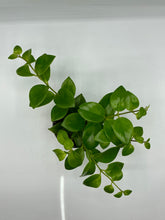 Load image into Gallery viewer, Aeschynanthus Mona Lisa- Lipstick Plant - 4in
