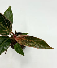 Load image into Gallery viewer, Philodendron Pink Bikini - 2in
