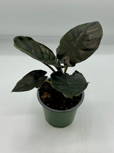 Load image into Gallery viewer, Alocasia infernalis Black Panther - 4in
