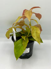 Load image into Gallery viewer, Pereskia aculeata Godseffiana Variegata - Barbados Gooseberry - 4in
