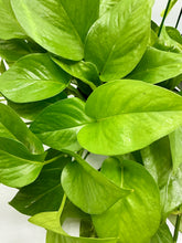 Load image into Gallery viewer, Green Queen Pothos - 6in HB
