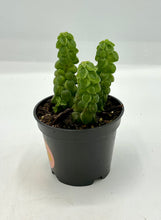 Load image into Gallery viewer, Peperomia columella - 2in
