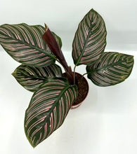 Load image into Gallery viewer, Calathea ornata - 4in
