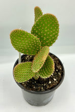 Load image into Gallery viewer, Opuntia microdasys Rubra - Bunny Ears Cactus - 4in
