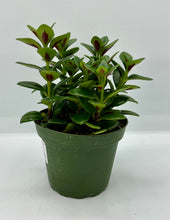 Load image into Gallery viewer, Nematanthus Christmas Holly - Goldfish Plant - 4in
