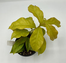 Load image into Gallery viewer, Pereskia aculeata Godseffiana Variegata - Barbados Gooseberry - 4in
