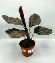 Load image into Gallery viewer, Calathea ornata - 4in
