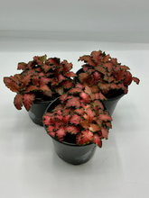 Load image into Gallery viewer, Fittonia albivenis Forest - 4in
