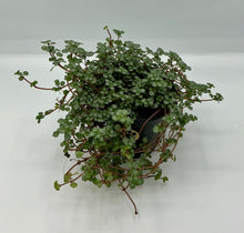 Load image into Gallery viewer, Pilea glauca Silver Sparkle - 4in
