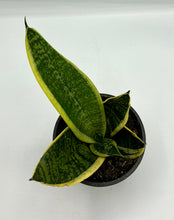 Load image into Gallery viewer, Sansevieria tri. Futura Superba 4in
