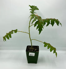 Load image into Gallery viewer, Solanum pyracanthos - Porcupine Tomato - 4in
