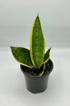 Load image into Gallery viewer, Sansevieria tri. Futura Superba 4in
