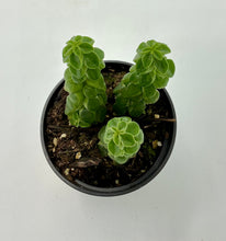 Load image into Gallery viewer, Peperomia columella - 2in
