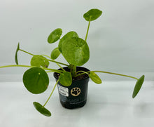 Load image into Gallery viewer, Pilea Peperomioides Mojito - Friendship Plant - 4in
