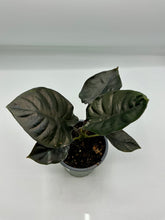 Load image into Gallery viewer, Alocasia infernalis Black Panther - 4in
