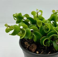 Load image into Gallery viewer, Rasta Curly Lipstick Plant - 4in
