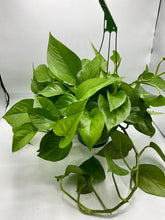 Load image into Gallery viewer, Green Queen Pothos - 6in HB
