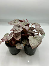 Load image into Gallery viewer, Begonia Chayo - 4in
