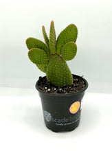 Load image into Gallery viewer, Opuntia microdasys Rubra - Bunny Ears Cactus - 4in
