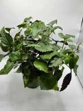 Load image into Gallery viewer, Plectranthus Mona Lavender - 6in
