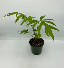 Load image into Gallery viewer, Alocasia brancifolia - 4in
