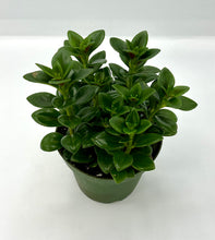 Load image into Gallery viewer, Nematanthus Christmas Holly - Goldfish Plant - 4in
