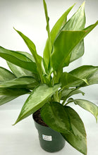 Load image into Gallery viewer, Aglaonema Silverado - 6in
