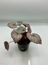Load image into Gallery viewer, Begonia Chayo - 4in
