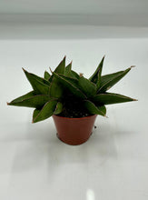 Load image into Gallery viewer, Sansevieria Tower Blue - Snake Plant - 3in
