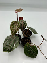 Load image into Gallery viewer, Piper ornatum 2in
