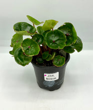 Load image into Gallery viewer, Begonia conchifolia - 4in
