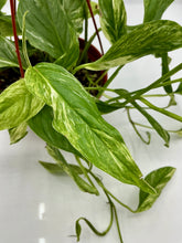 Load image into Gallery viewer, Epipremnum Pinnatum Albo - 6in HB
