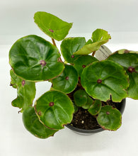 Load image into Gallery viewer, Begonia conchifolia - 4in
