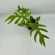 Load image into Gallery viewer, Alocasia brancifolia - 4in
