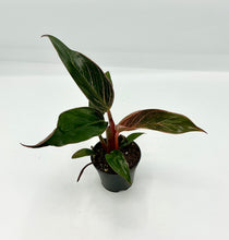 Load image into Gallery viewer, Philodendron Pink Bikini - 2in
