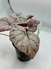 Load image into Gallery viewer, Begonia Chayo - 4in
