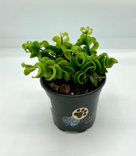 Load image into Gallery viewer, Rasta Curly Lipstick Plant - 4in
