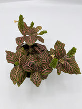 Load image into Gallery viewer, Assorted Fittonia 4in
