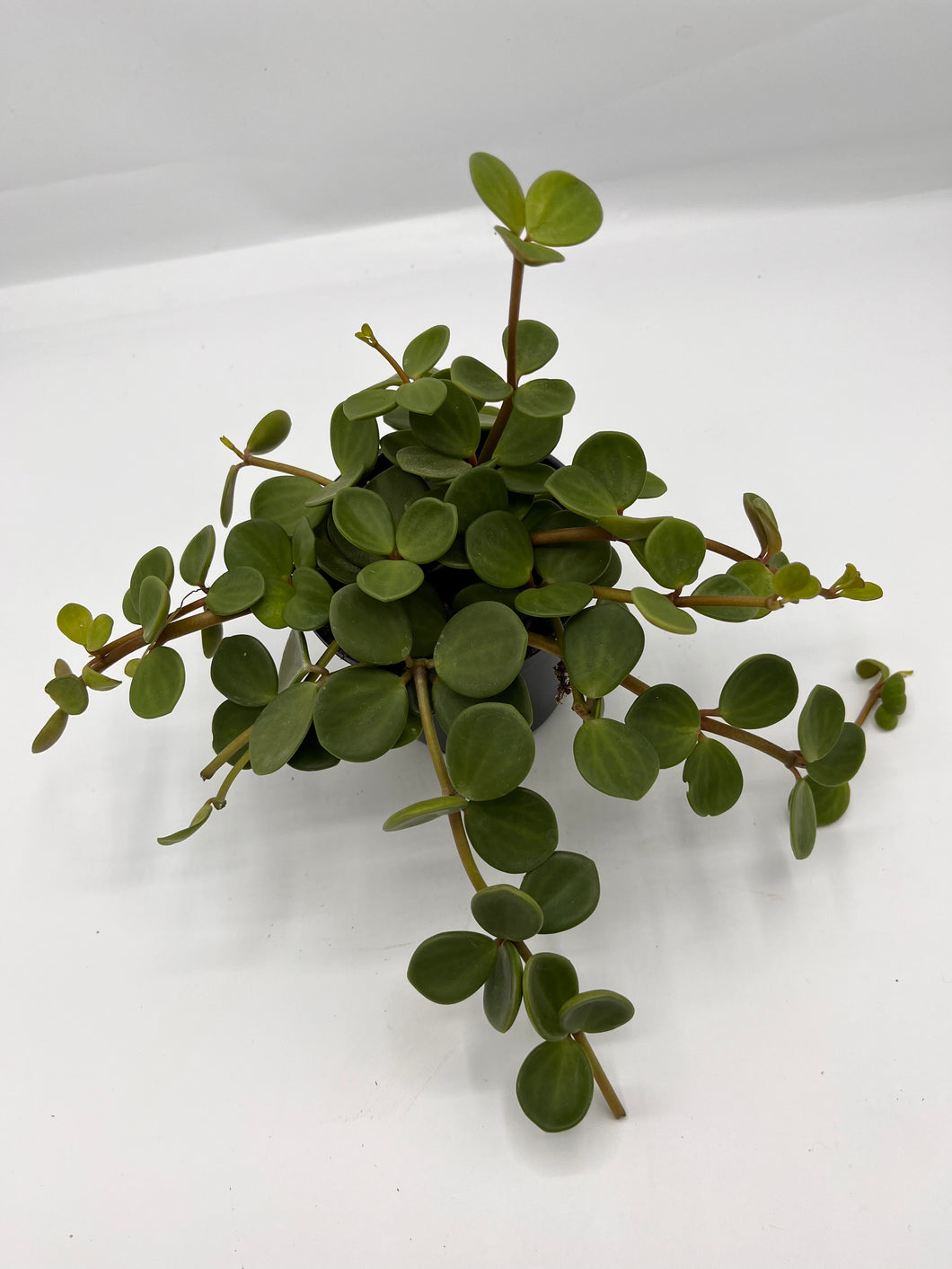 Peperomia ‘Hope’ 4in