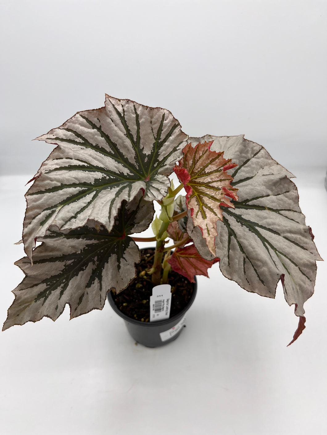 Begonia Looking Glass 4in