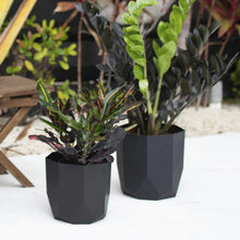 Load image into Gallery viewer, Pot: Bloem 6&quot; Tuxton Planter Black
