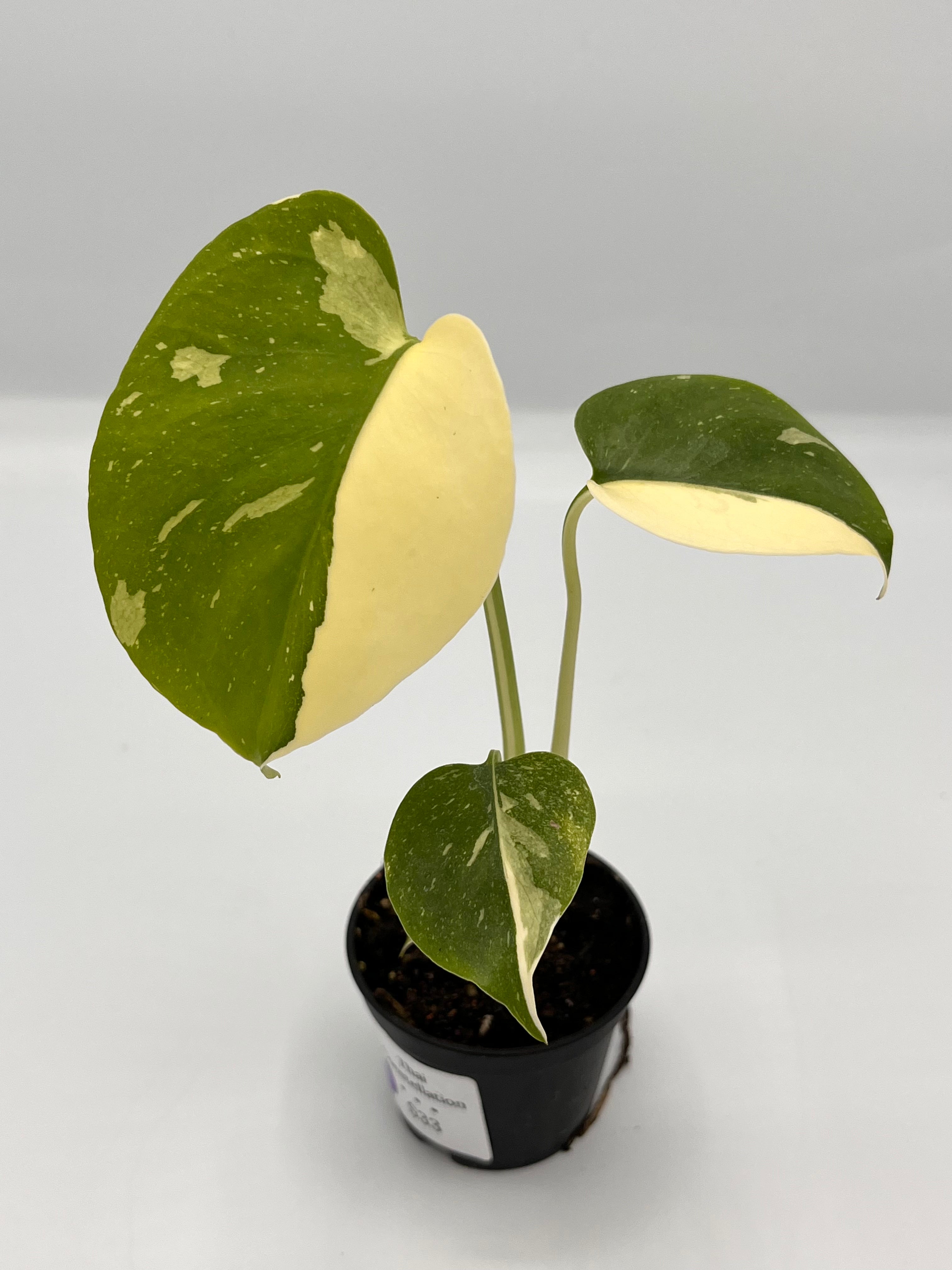 monstera thai constellation xl Monstera Thai Constellation - XL