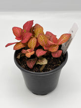 Load image into Gallery viewer, Assorted Fittonia 4in
