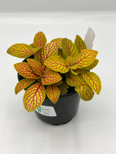 Load image into Gallery viewer, Assorted Fittonia 4in
