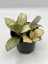 Load image into Gallery viewer, Assorted Fittonia 4in
