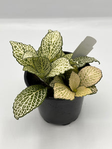 Assorted Fittonia 4in